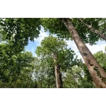 Popular Teak Plant 9a-teak plant-6139236-61819.webp